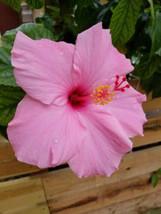 25 Light Pink Hibiscus Flower Seeds Plants Garden Planting - £10.76 GBP