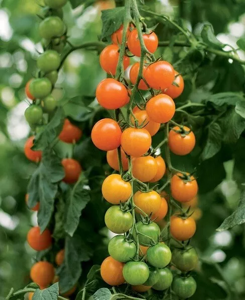 50 Seeds Toronjina Tomato Vegetable Garden - £7.81 GBP