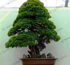 100 Pcs Bag Japanese Cedar Bonsai Seeds for Home Decoration - $87.31 MXN