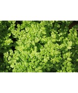 LKS 200 Brussels Winter Chervil Gourmet European Heirloom Seeds Home Garden - $15.21 CAD