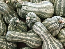 10+ Green Striped Cushaw Pumpkin Seeds Squash Gourd Vegetable - £8.12 GBP