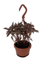 Silver Tree Pilea spruceana - Friendship Plant - 4&quot; Mini Hanging Basket - £33.66 GBP