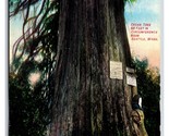 59 Foot Circumference Cedar Tree Seattle Washington WA UNP DB Postcard U13 - $5.89