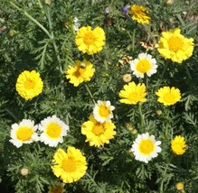 US Seller Daisy Seeds - Garland, 100 Seeds, Heirloom, Open Pollinated - £7.18 GBP