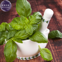 Genovese Basil 20 The Superior Basil For Making The Tastiest Pesto In The World - £4.64 GBP