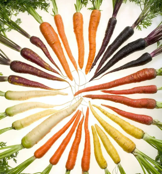 500 Rainbow Carrot Mix White Red Yellow Purple Orange Daucus Carrota Seeds Fresh - £7.99 GBP