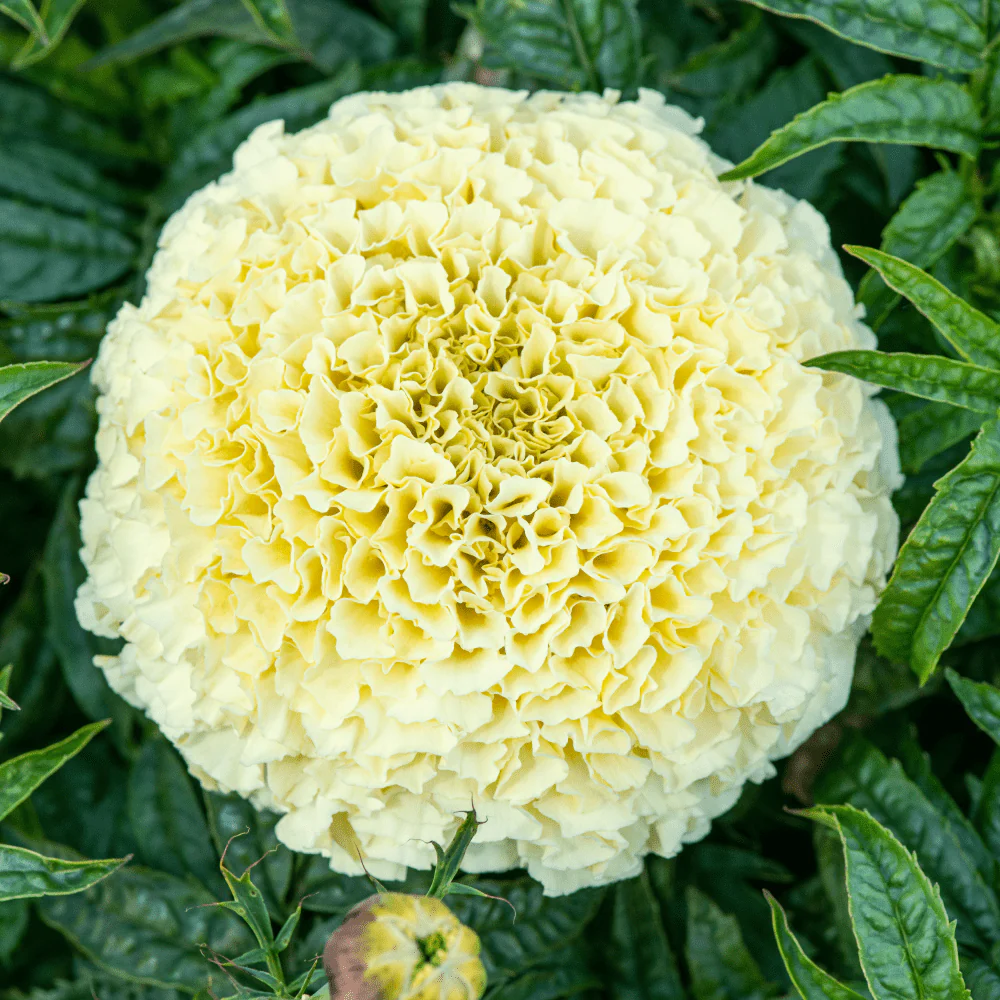 35 American Marigold Eskimo White Seeds Annual Flower  - £14.07 GBP