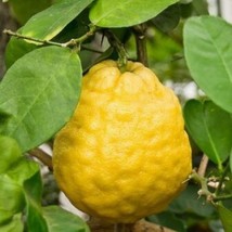 5 Citrus Limon Ponderosa Lemon Tree Seeds For Planting   - £14.96 GBP