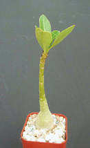 ADENIUM OBESUM  rare caudex collection exotic bonsai desert rose plant 2&quot; pot - £11.98 GBP