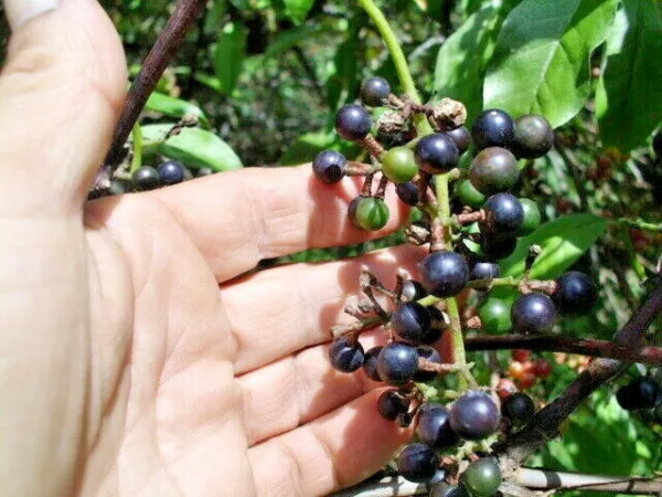 20 Wild Grape Seeds Vitis Spp USA Seller - $8.00