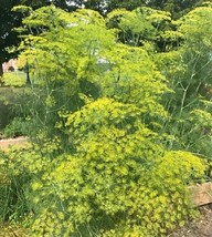 long island mammoth dill, 200 seeds. heirloom~non-gmo~organic. . - $6.28