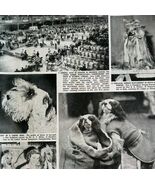 1951 Olympia Dog Show Sealyham Terrier Afghan UK Sphere Magazine Print D... - $42.03 CAD