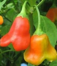 SEPTH 25 Seeds Bishop&#39;S Cap Peppers Crown Sweet &amp; Spicy Garden Fresh Healthy Pla - £4.13 GBP