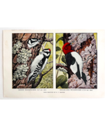 1927 Downy &amp; Red Headed Woodpecker Bird Art Plate Color Book Print Wildl... - €17,24 EUR
