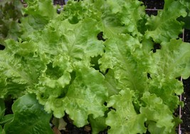 1000 Black Seeded Simpson Lettuce Seeds Heirloom Seed 2024 Non-Gmo Fresh... - £5.06 GBP