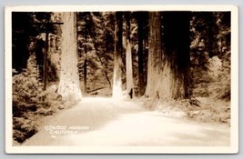 RPPC Redwood Highway California c1920s Real Photo Postcard C40 - £5.49 GBP