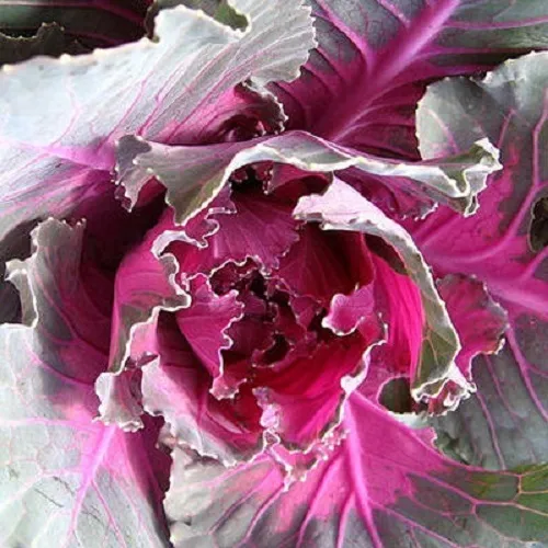 Flowering Cabbage Seds 50 Seeds Pigeon Red Flowering Kale Seeds - $12.00