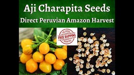 50+ Aji Charapita pepper seeds direct from the Amazon Rainforest - £3.95 GBP