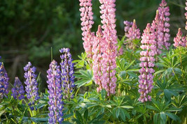 Lupine Pixie Delight Mix Dwarf 50 Seeds  From US - £5.11 GBP
