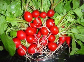Sale 2000 Seeds Cherry Belle Radish Raphanus Sativus Vegetable USA - £7.78 GBP