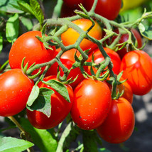 PPA 50 Seeds Roma Tomato Heirloom Vegetable Tomatoe Garden Edible - £3.55 GBP