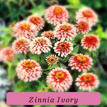 7329 zinnia ivory pop thumb200