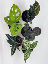 Variegated Foliage Assortment, Indoor Premium Collection, adanosii, Monstera, al - £37.19 GBP