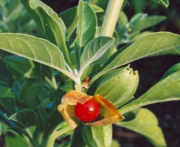 20 Pc Seeds Withania Somnifera Flower Plant, Ashwagandha Seeds for Planting | RK - £18.84 GBP