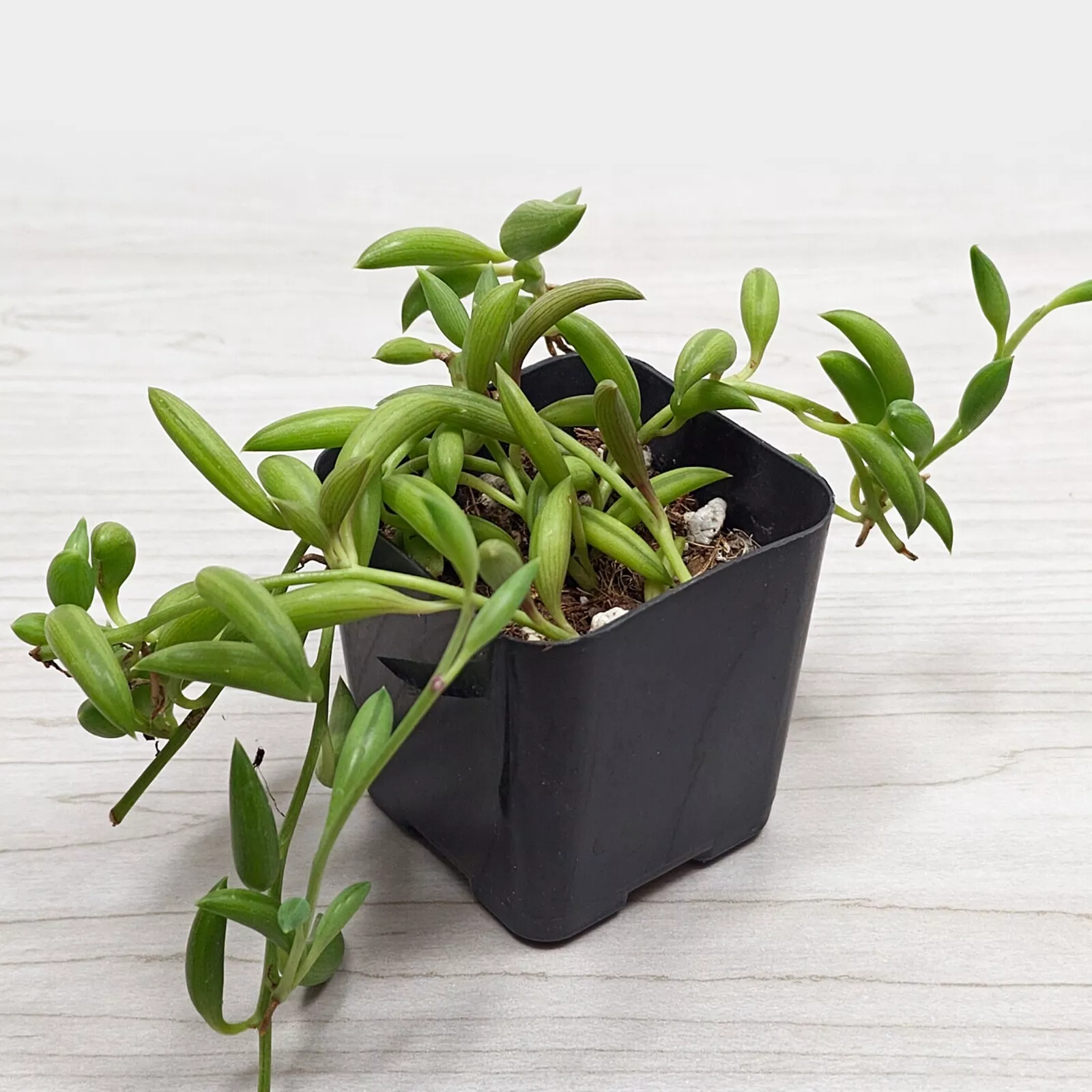 Succulent Plant - Senecio Radicans String of Bananas -  In 2&quot; Pot - $12.75