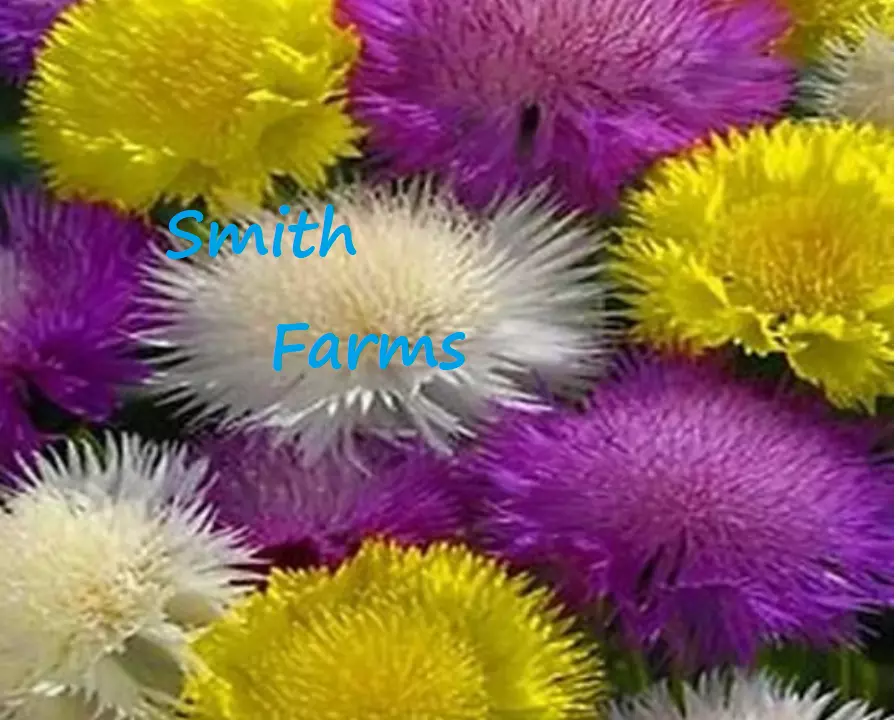 25 Seeds Sweet Sultan Mixed Purple Yellow White Cornflower Fresh Seeds USA Selle - $12.25