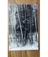 1950&#39;s Postcard Real Photo Avery Is. Louisiana Jungle Gardens Swamp Peop... - $9.89