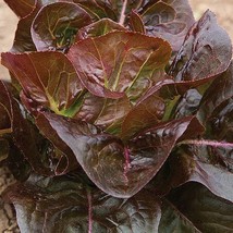 Organic Red Little Gem Lettuce Gardening Fresh USA Seller - £8.71 GBP