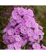100 Visions Phlox Seeds New Fast Shipping - $14.92 CAD