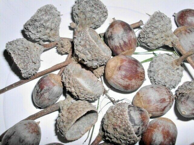 Best 12 WHITE OAK ACORNS Quercus bicolor