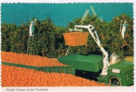 Postcard Oranges By The Truckload Florida - $2.73