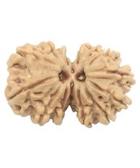 Rare 14 Mukhi Gauri Shankar Rudraksha - 29.13 mm - Nepal - IGL Certified - $451.54 CAD