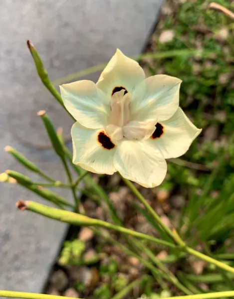 Dietes Bicolor/ Yellow Wild Iris/ African Iris - 30 Seeds 2023 Garden - £7.82 GBP