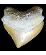 SQUALICORAX TOOTH REAL PRE-HISTORIC SHARK FOSSIL CORAX EXTINCT ANCIENT R... - $146.77 MXN