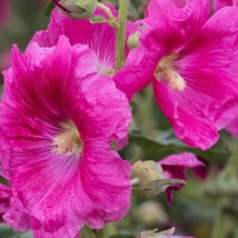 Antwerp Hollyhock Seeds Organic Alcea Ficifolia Fig Leaf Hollyhock Biennial Flow - $9.98