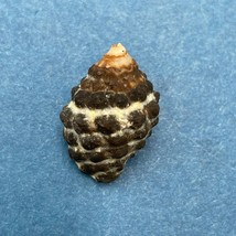  #2 Morula (Tenguella) granulata 18.7mm Batangas, Philippines, Intertida... - £2.32 GBP