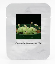 1 Professional Pack, 20 seeds / pack, Crassula Nemorosa Seeds Anti-radia... - $11.29