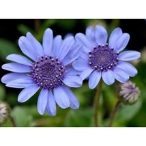 200 Seeds Daisy Blue Felicia Heirloom Seeds Transform Gardens Swiftly Beautifull - £6.84 GBP