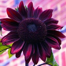 25 Chocolate Cherry Sunflower Flowers Flower Sun Bloom Perennial Seeds  - £12.37 GBP