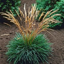 Blue Hair Grass Ornamental Grass Seeds Koeleria glauca 50 Seeds Fresh Seeds USA - $12.98