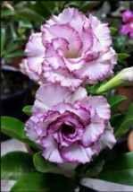 4 Purple White Desert Rose Seeds Adenium Flower Perennial Flowers - £13.57 GBP