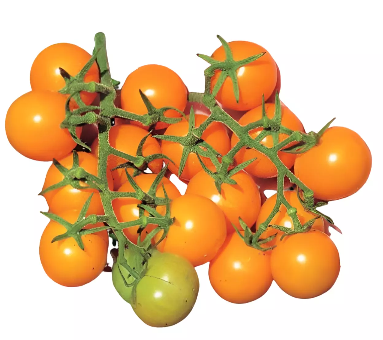 Semilir 30 Sun Sugar Cherry Tomato Seeds Organically Grown Vegetable Sup... - $9.56