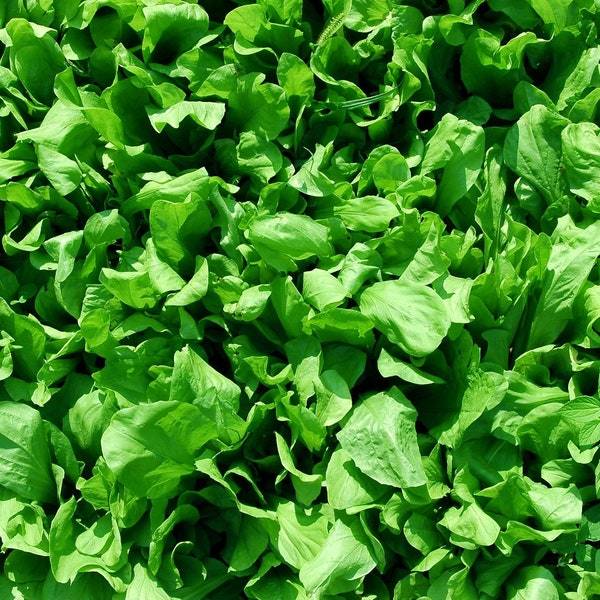Curled Cress Seeds Fresh Garden Seeds Fresh Seeds - $3.00