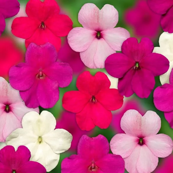 Impatiens Seeds Impatiens Xdr Rosy Mix 50 Seeds Fresh New - £10.61 GBP