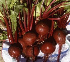 US Seller 25  Fresh Heirloom Detroit Dark Red Beet Seeds - £6.11 GBP