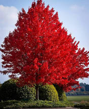 Autumn Blaze Red Maple Tree, 20 Seeds  - £8.29 GBP